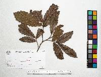 Quercus peduncularis image