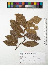 Quercus peduncularis image