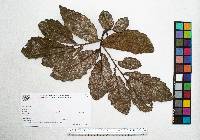 Quercus peduncularis image
