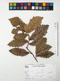 Quercus peduncularis image