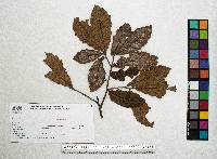 Quercus peduncularis image