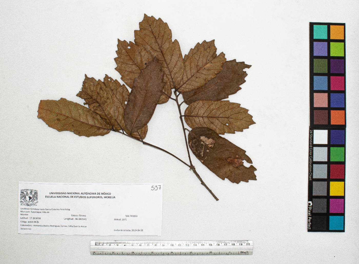 Quercus glabrescens image