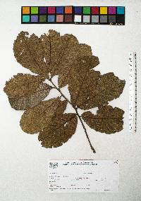 Quercus peduncularis image