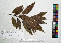 Quercus xalapensis image