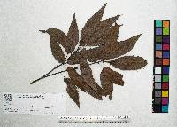 Quercus xalapensis image