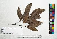 Quercus xalapensis image