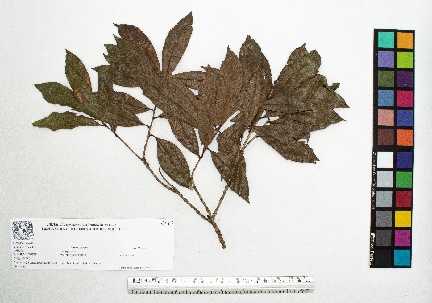 Quercus lancifolia image