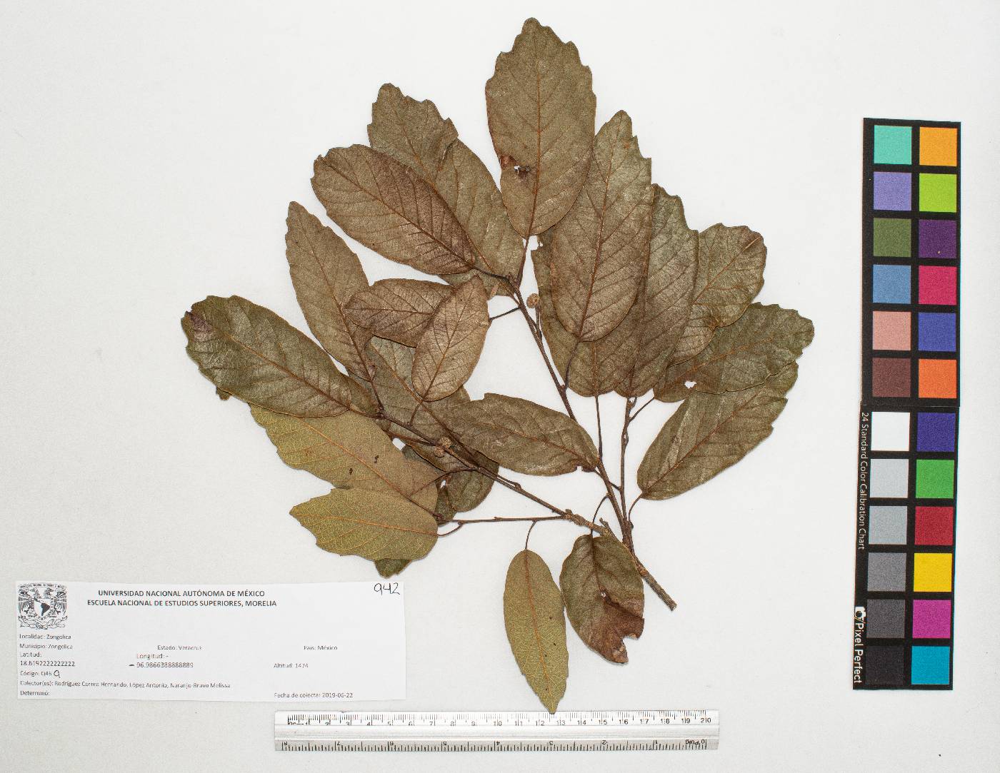 Quercus polymorpha image