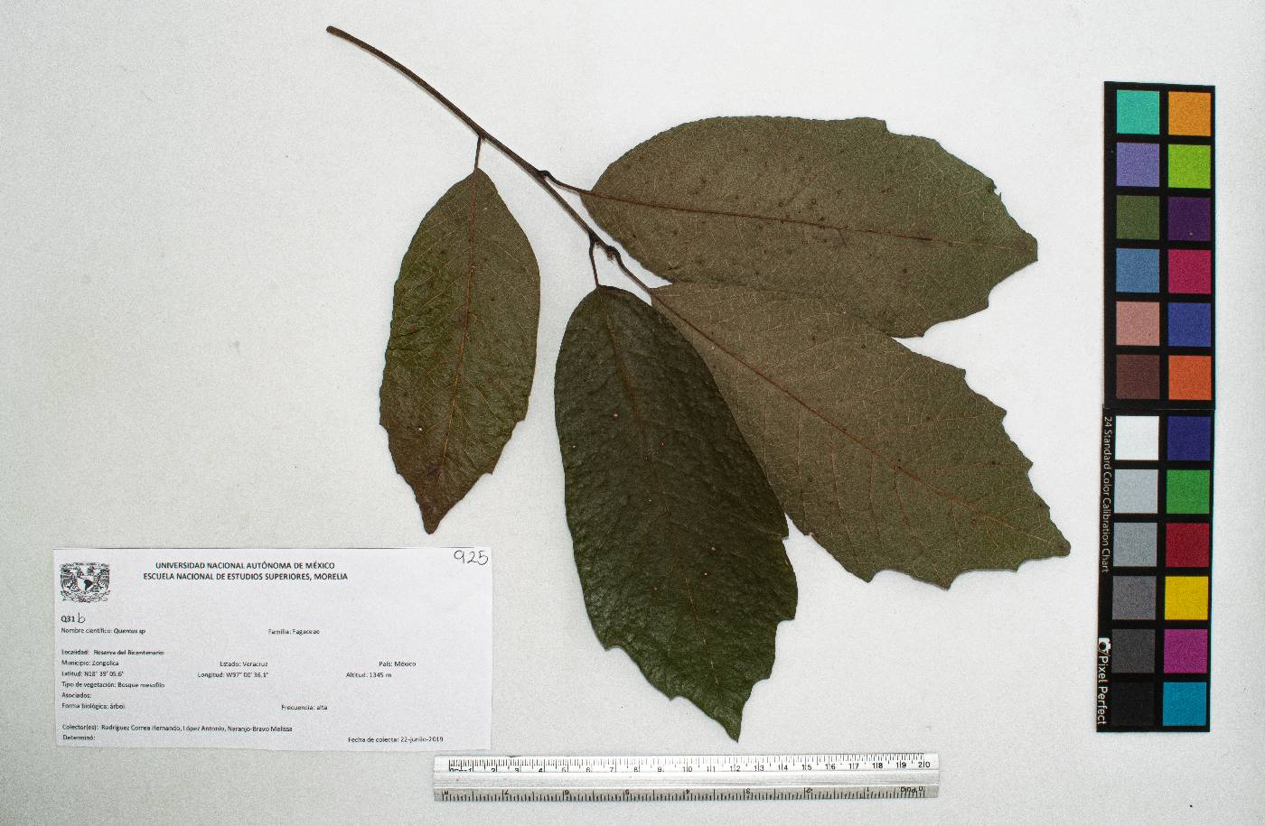 Quercus polymorpha image