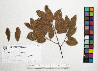 Quercus sartorii image