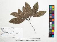 Quercus sartorii image