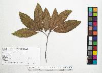 Quercus sartorii image