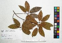 Quercus xalapensis image