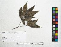 Quercus paxtalensis image