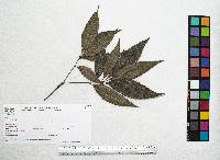 Quercus paxtalensis image