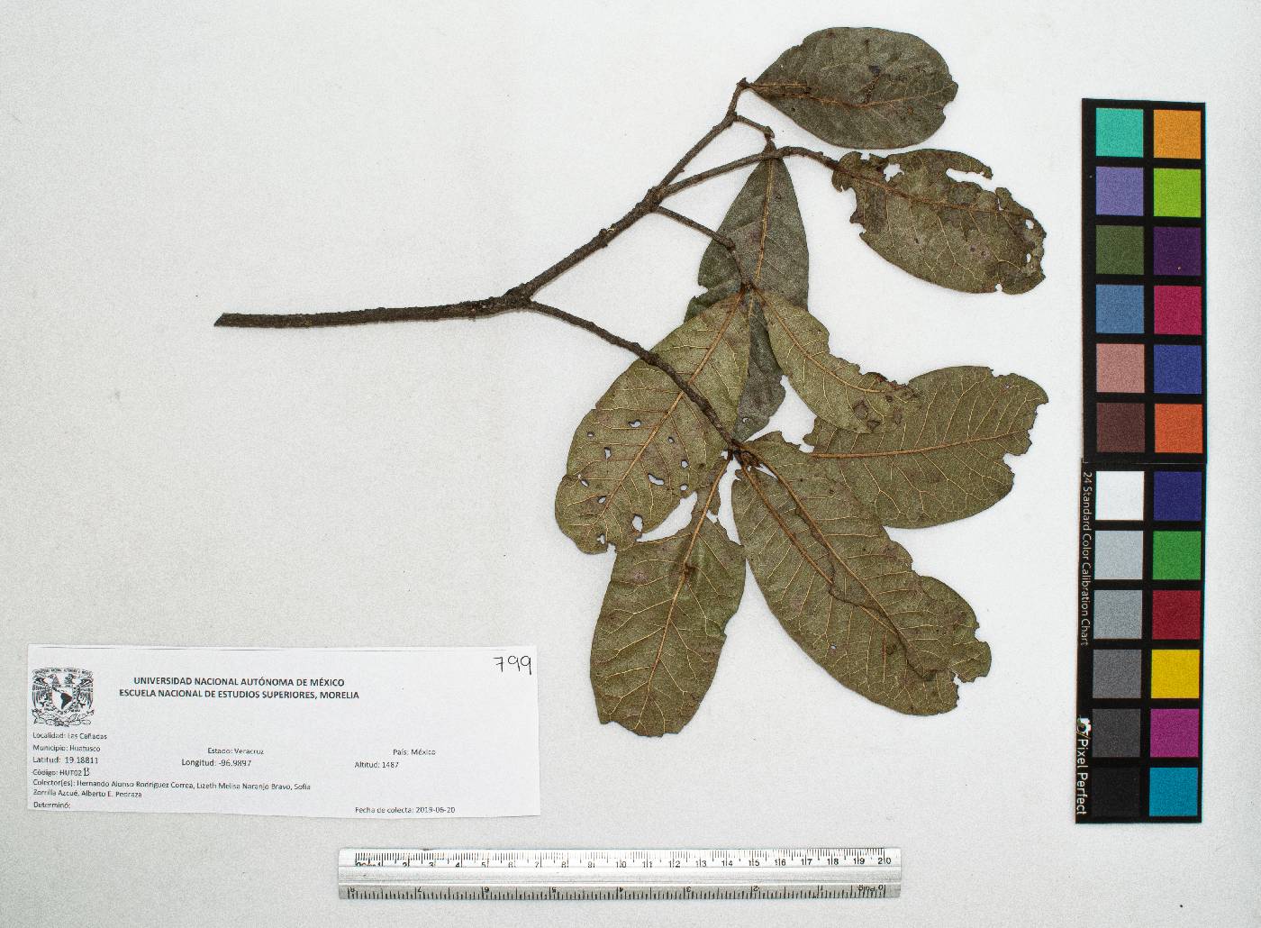Quercus sapotifolia image
