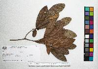 Quercus sapotifolia image
