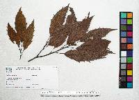 Quercus xalapensis image