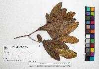 Quercus sapotifolia image