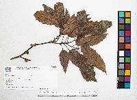 Quercus xalapensis image