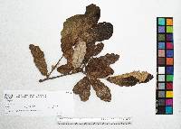 Quercus peduncularis image