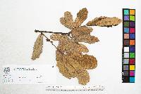 Quercus peduncularis image