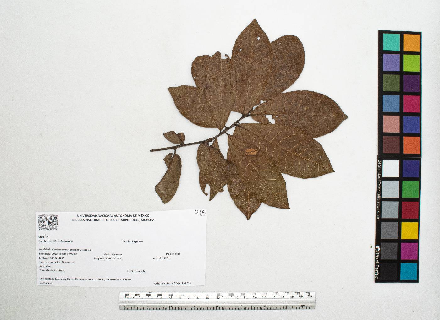 Quercus sapotifolia image