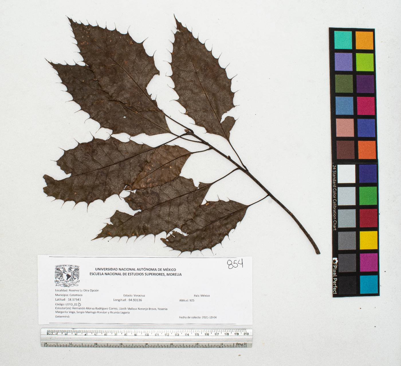Quercus skinneri image