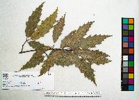 Quercus acutifolia image