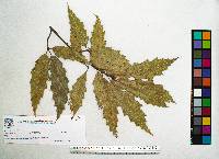 Quercus acutifolia image