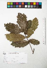 Quercus peduncularis image