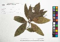 Quercus uxoris image