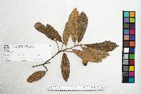 Quercus peduncularis image