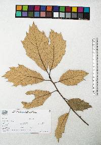 Quercus scytophylla image