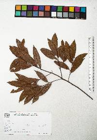 Quercus seemannii image