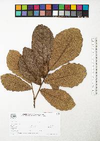 Quercus peduncularis image