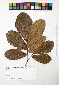 Quercus peduncularis image