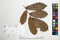 Quercus peduncularis image