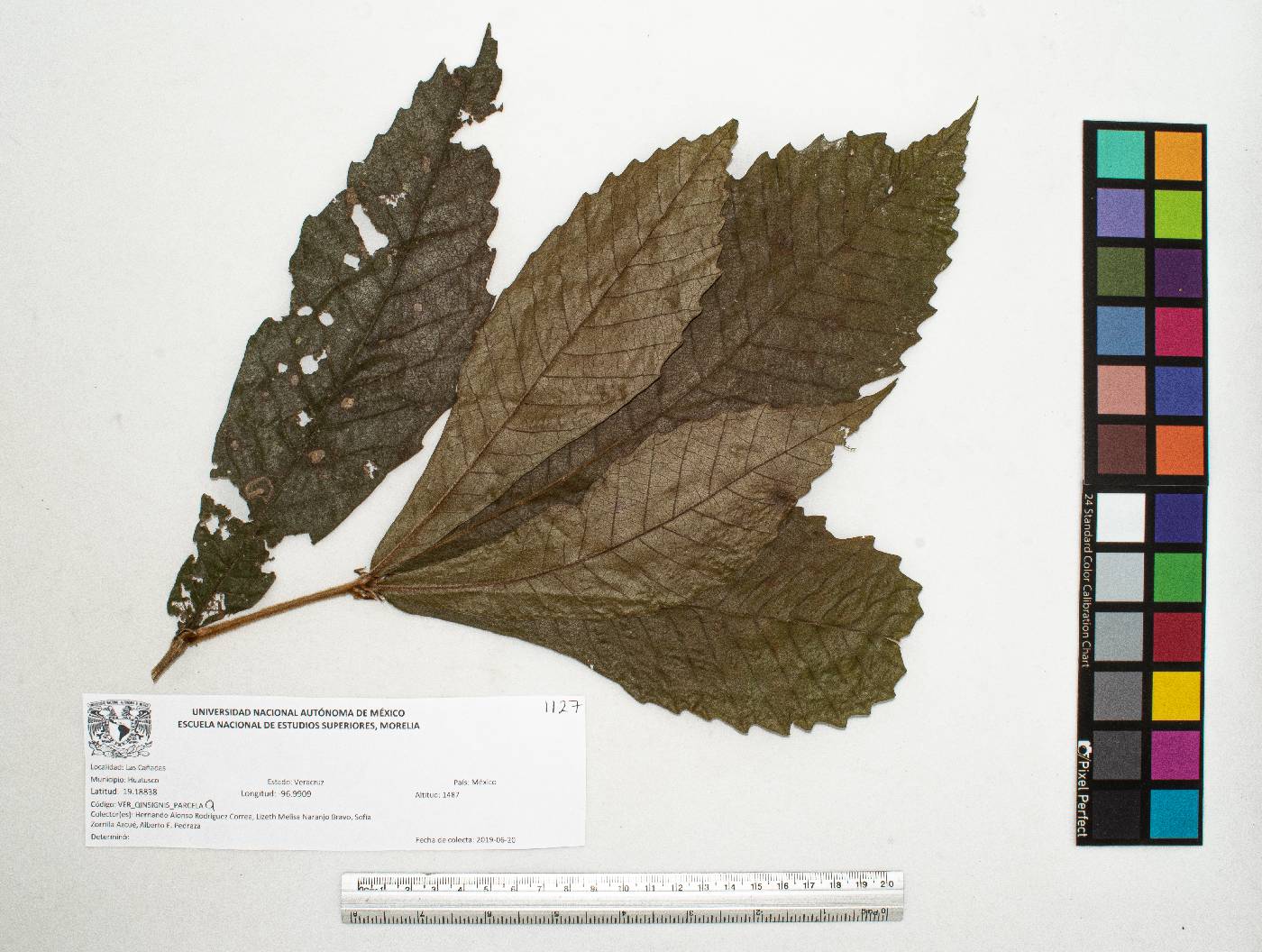 Quercus insignis image