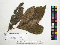 Quercus insignis image