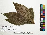 Quercus insignis image