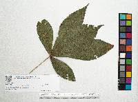 Quercus insignis image