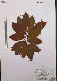 Rubus pinnatus image