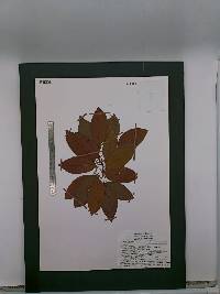 Rubus pinnatus image