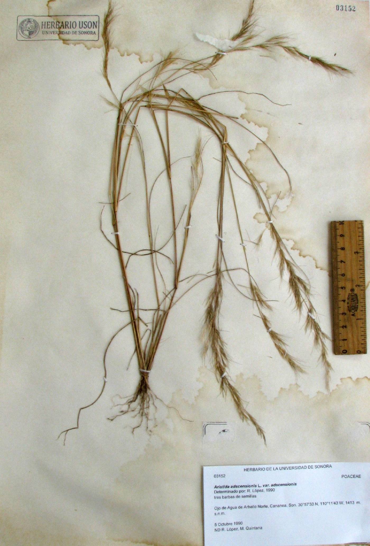 Aristida adscensionis var. adscensionis image