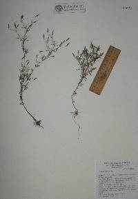 Image of Tagetes filifolia