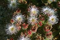 Mesembryanthemum crystallinum image