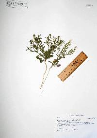 Lepidium lasiocarpum image