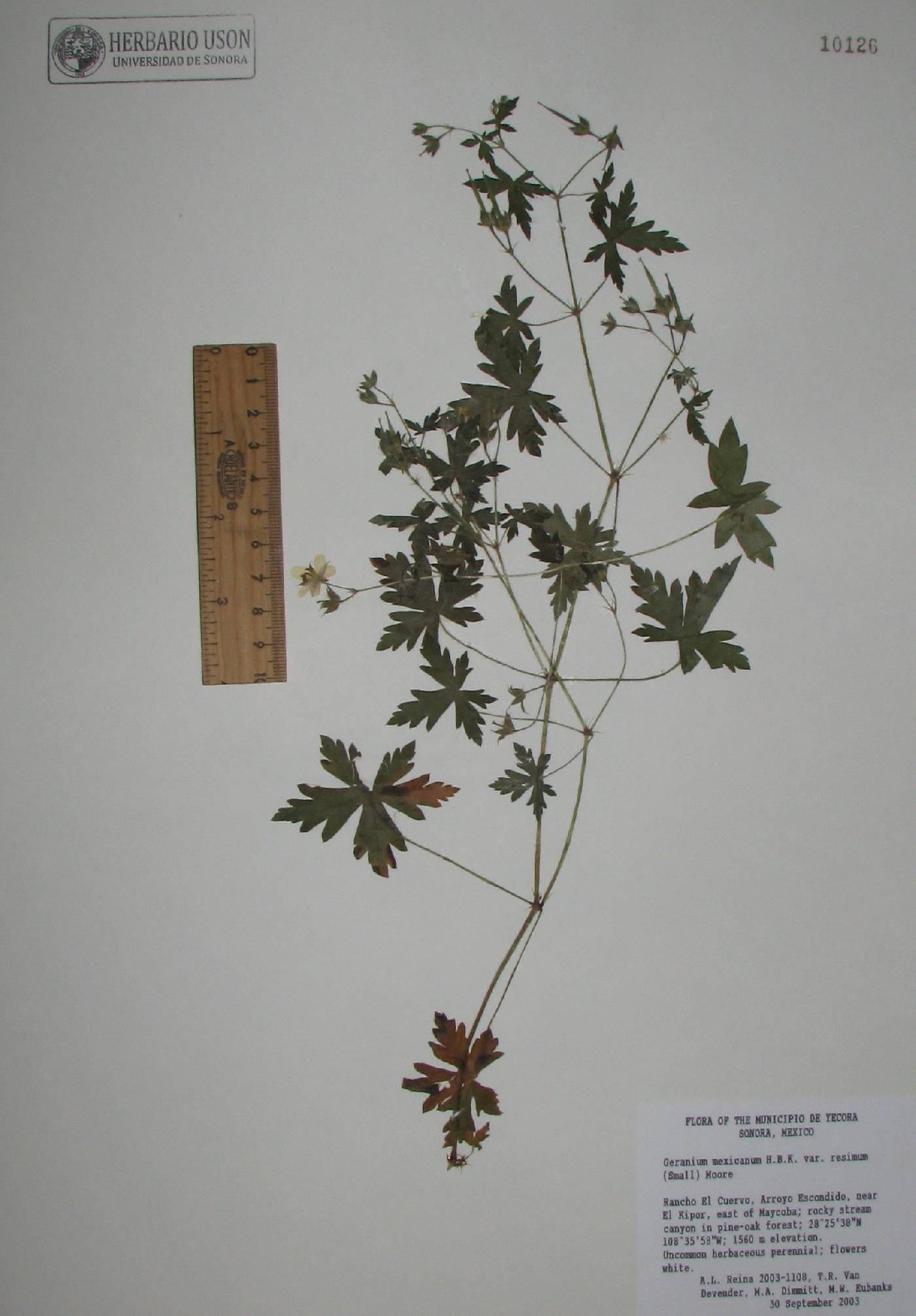 Geranium mexicanum var. resimum image