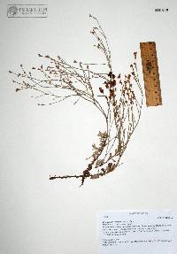 Eriogonum wrightii image